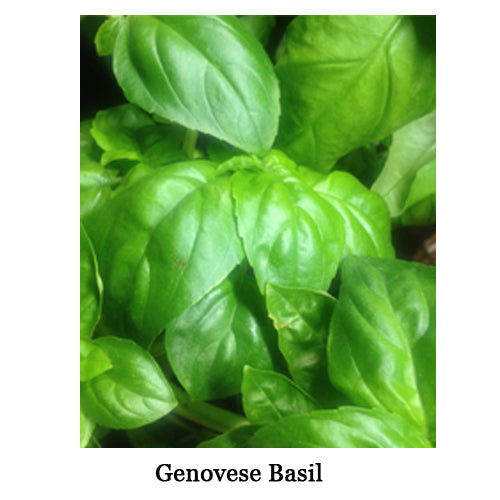 Grow basil in indoor vertical garden Green Thumb Technology