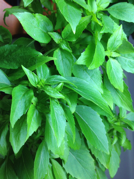 Growing, Cooking and Preserving Basil